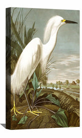 Snowy Heron Canvas Art