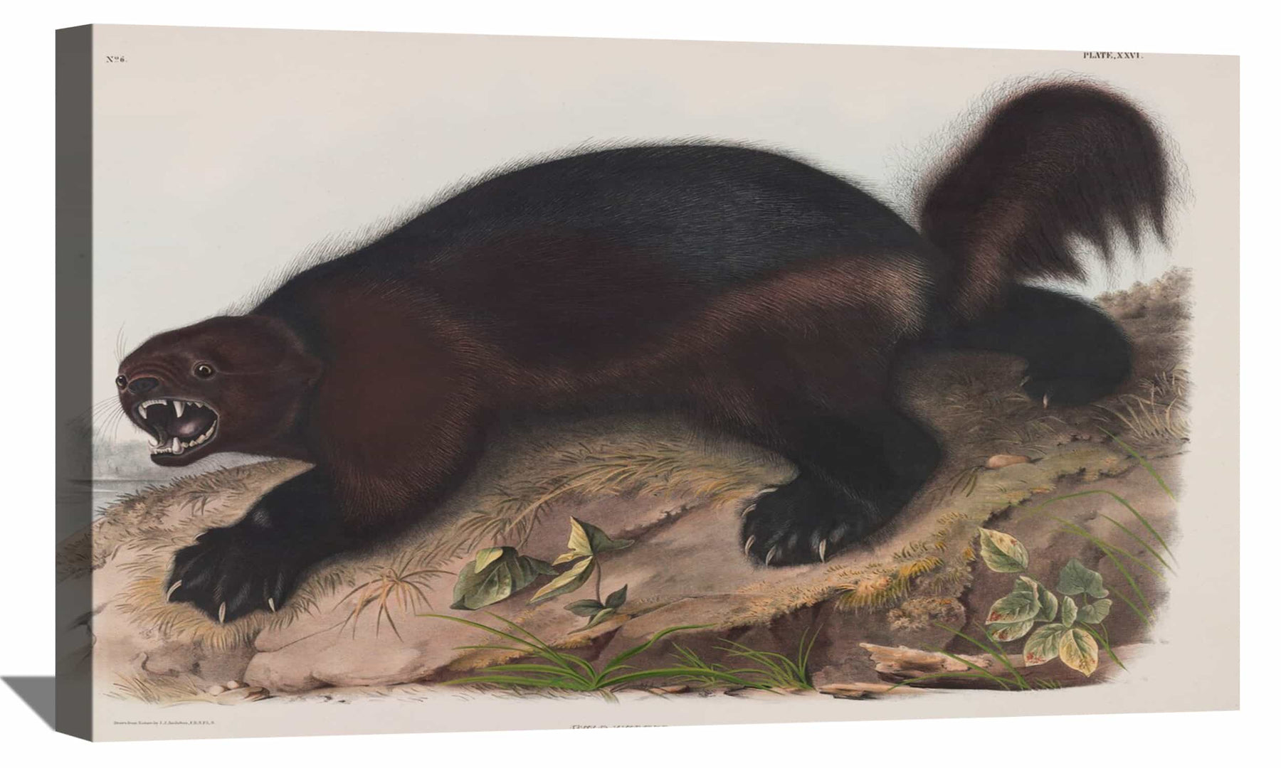 The Wolverine Canvas Art