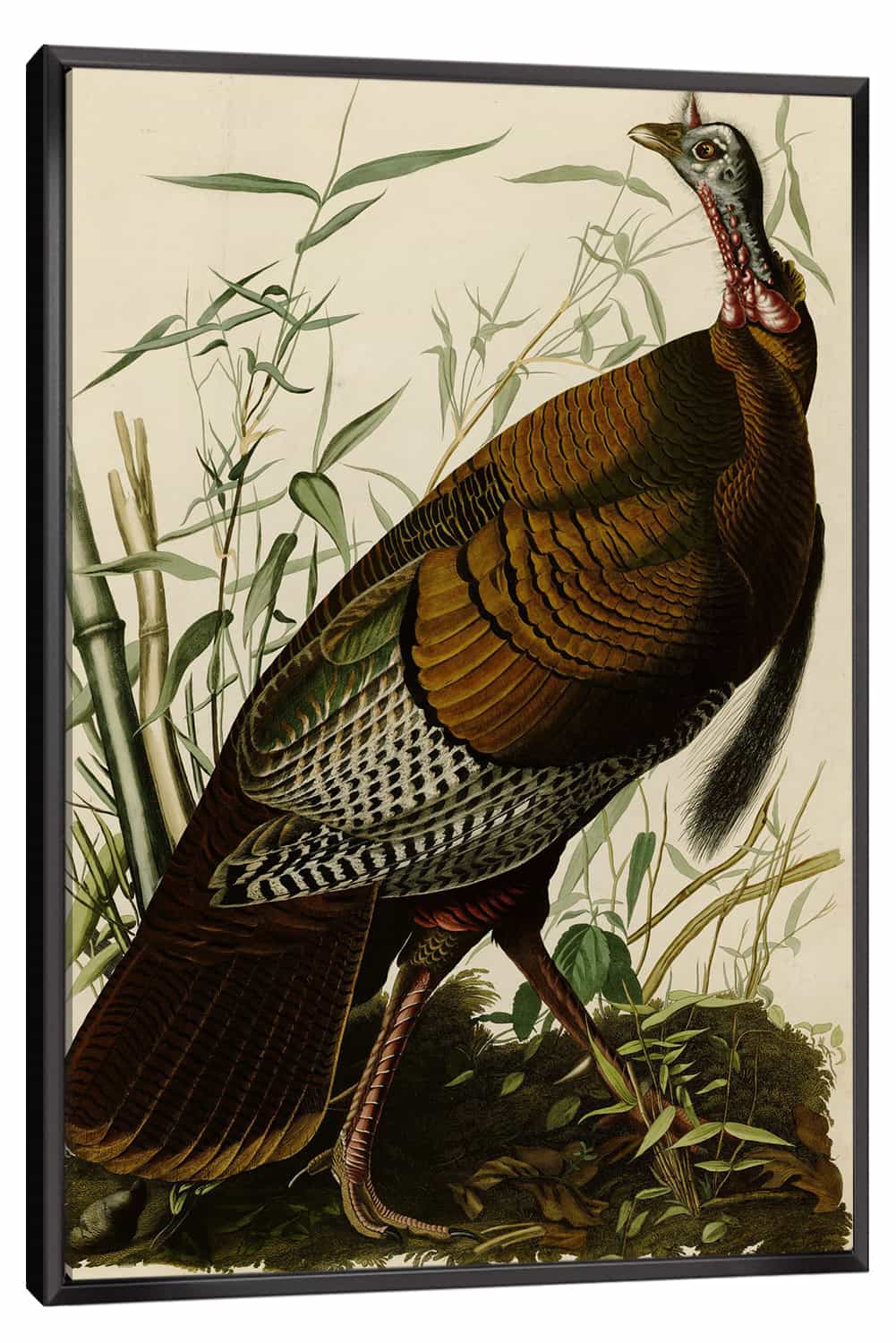 The Wild Turkey Canvas Art