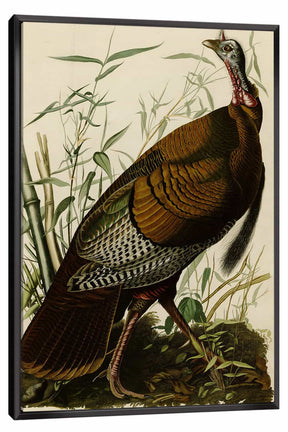 The Wild Turkey Canvas Art