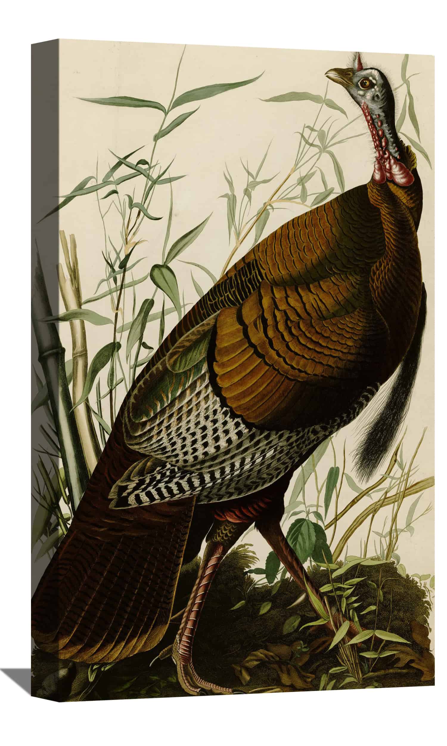 The Wild Turkey Canvas Art