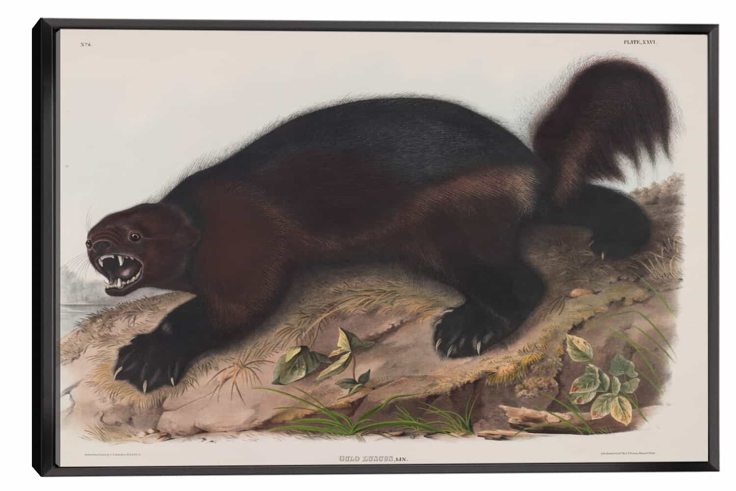 The Wolverine Canvas Art