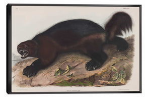 The Wolverine Canvas Art