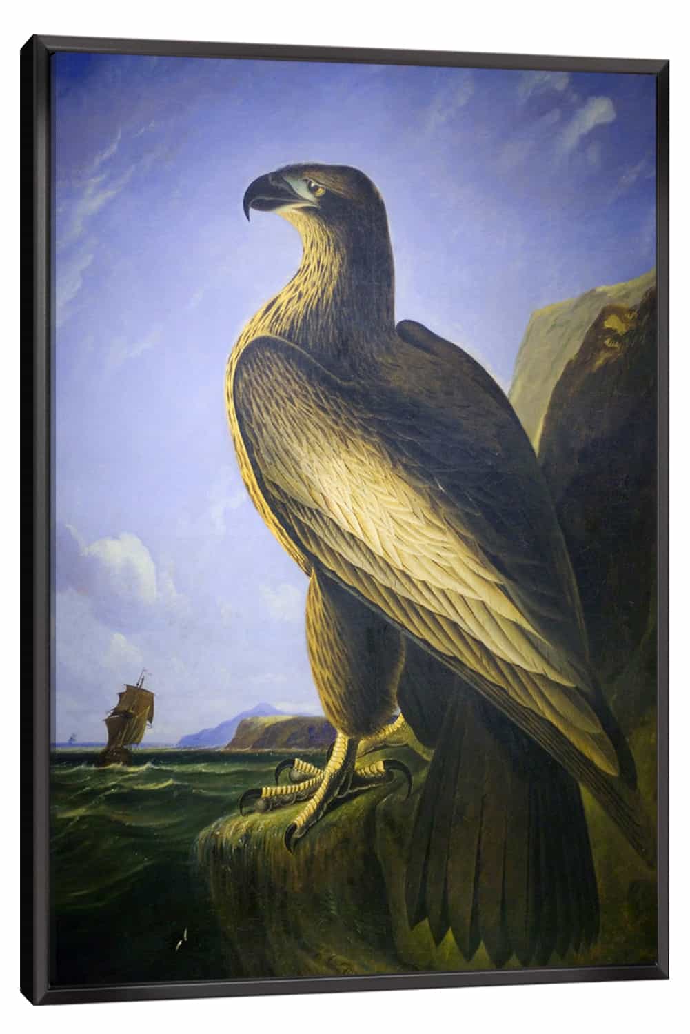 Washington Sea Eagle Canvas Art