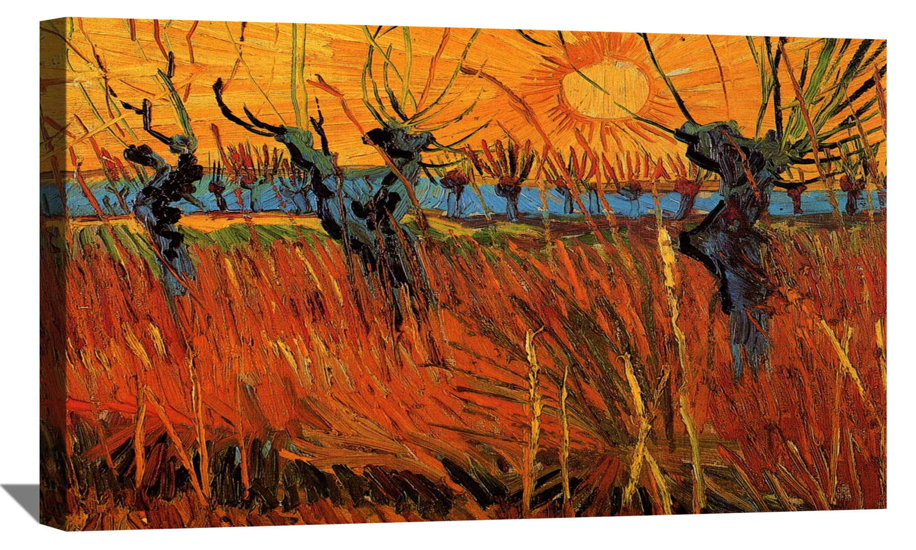 Willows at Sunset Canvas Art