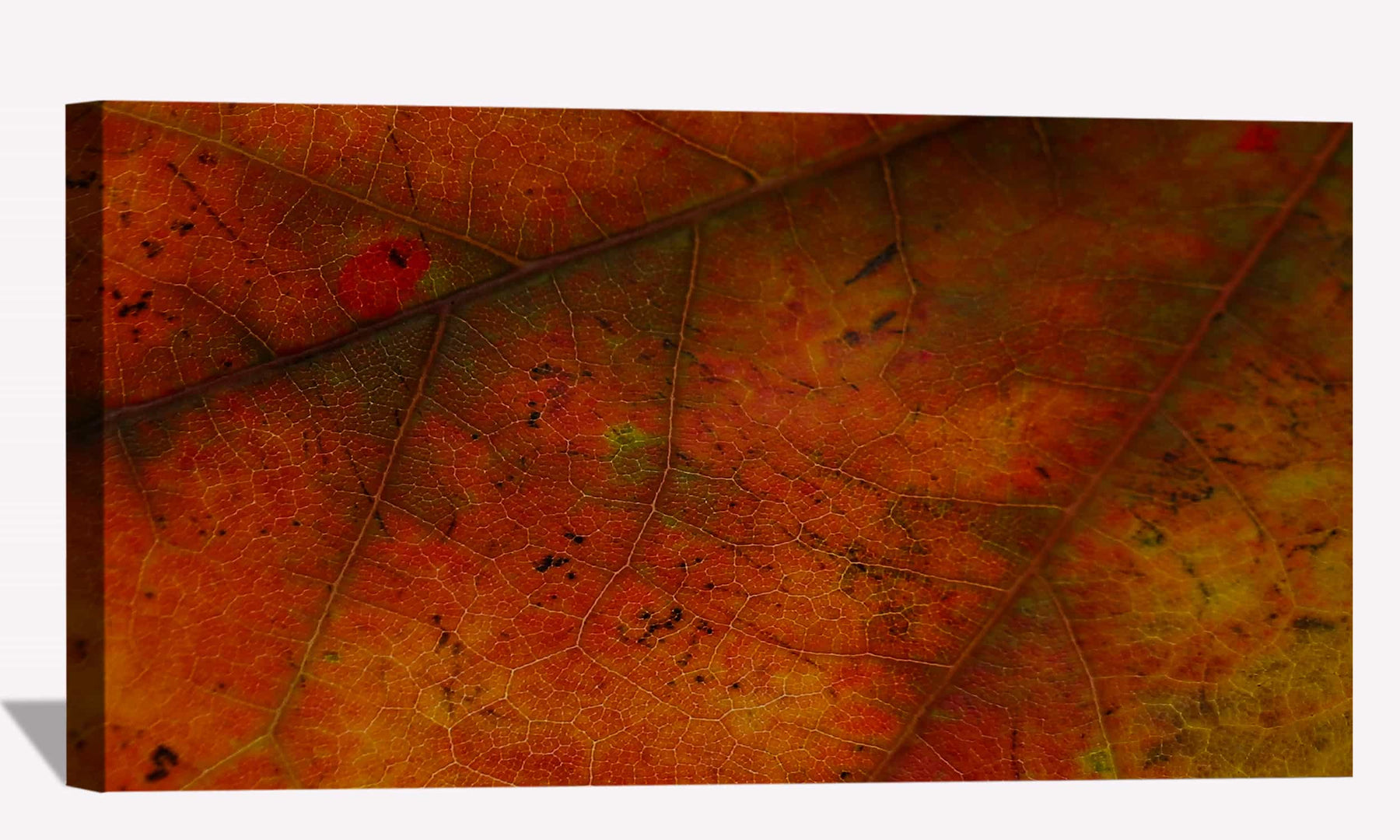 Autumnal Leave Canvas Art