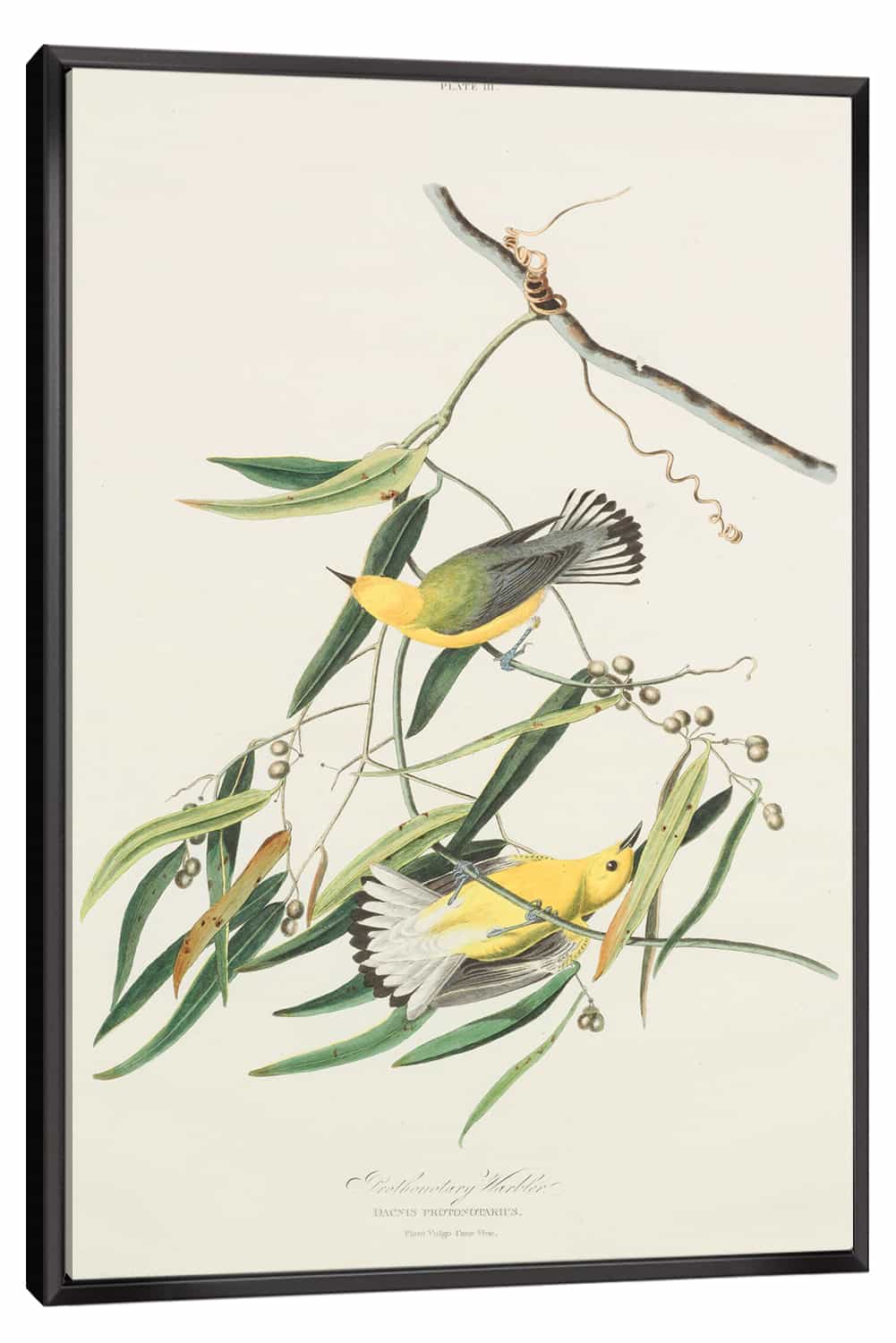 Cane Vine Canvas Art