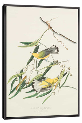 Cane Vine Canvas Art