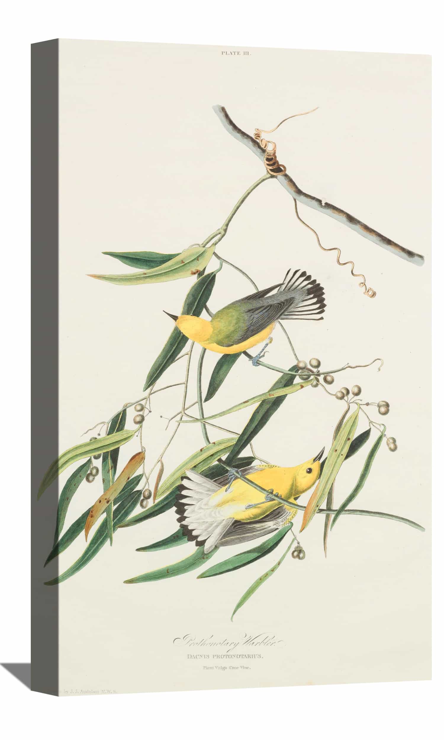 Cane Vine Canvas Art