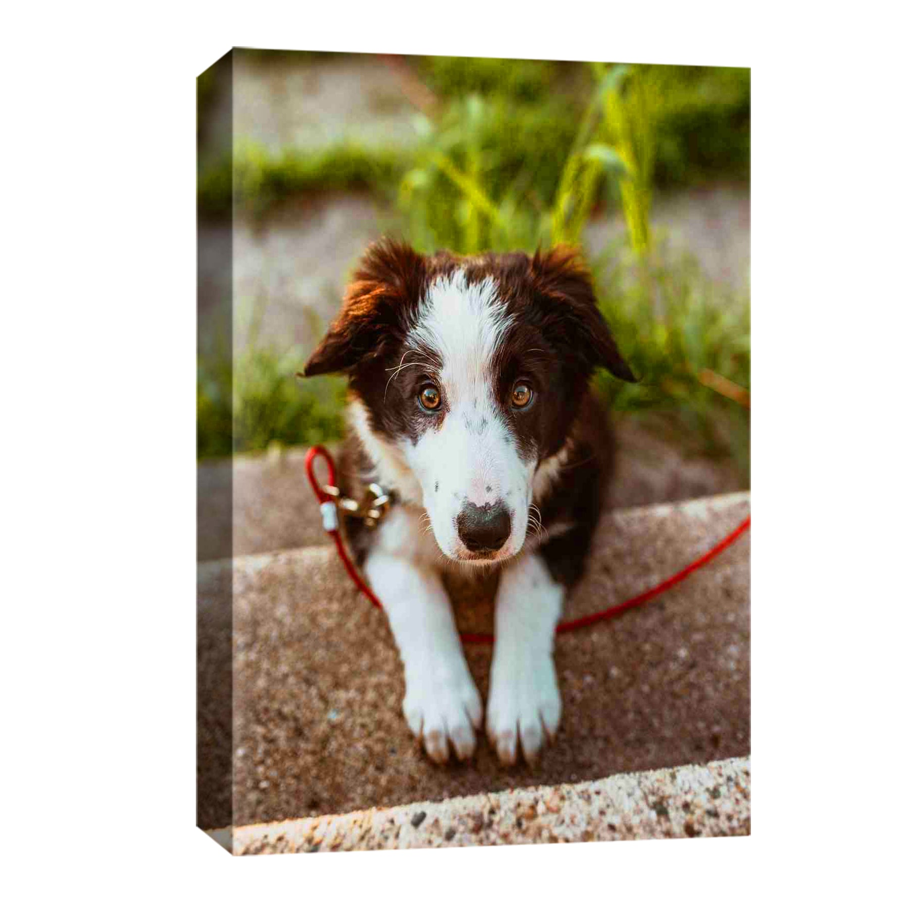 Pet Portrait Print Custom Photo To Canvas Print
