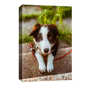 Pet Portrait Print Custom Photo To Canvas Print