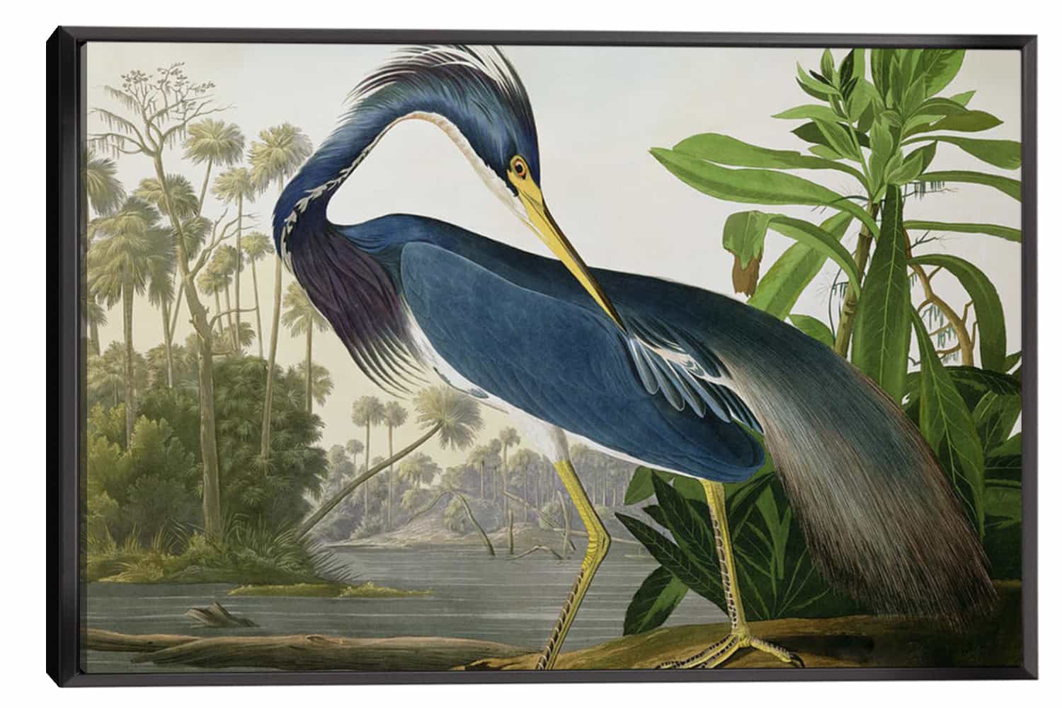 Louisiana Heron Canvas Art