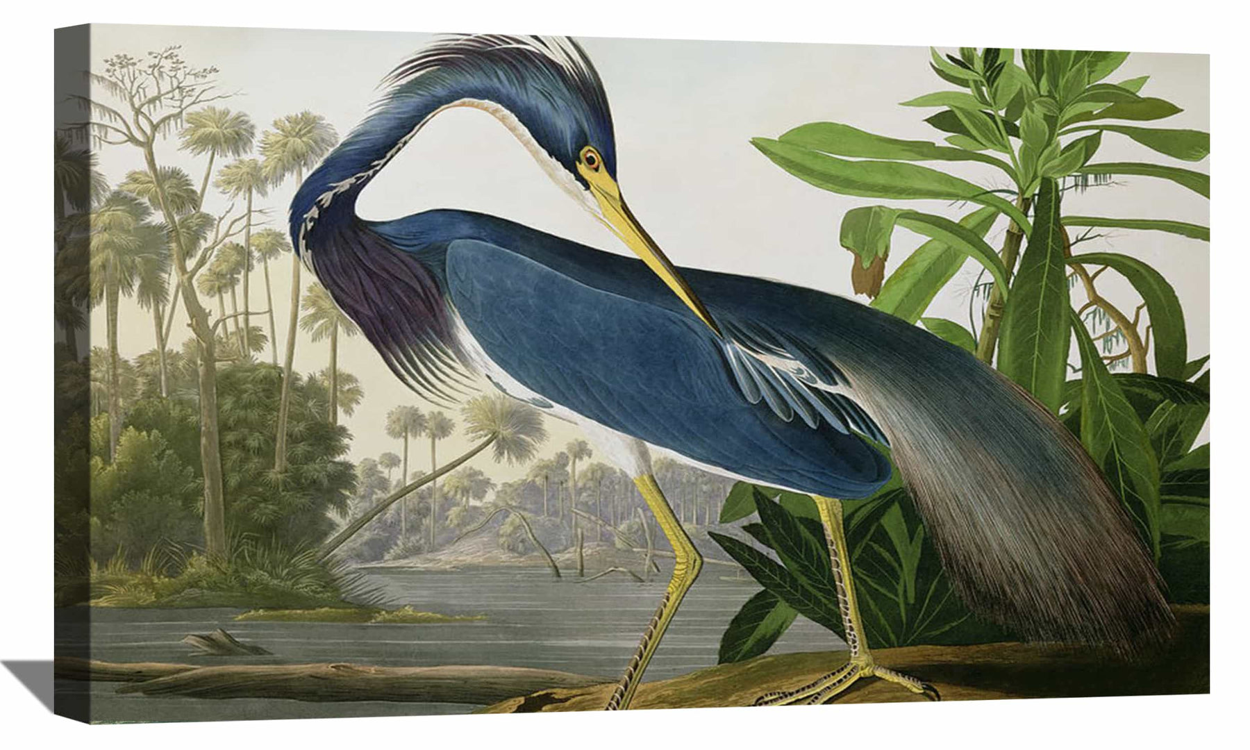 Louisiana Heron Canvas Art