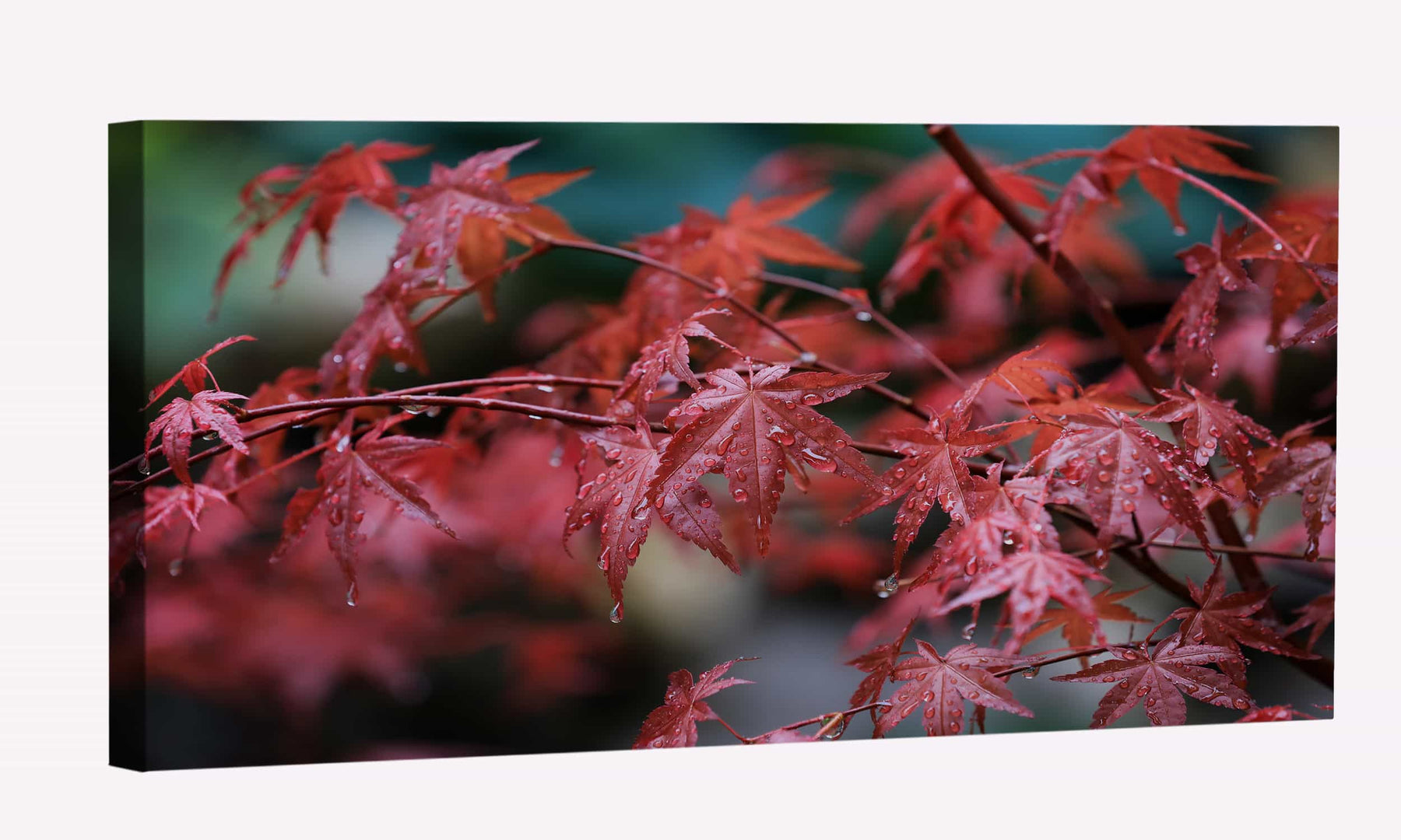 Maple Leafs Water Drops Canvas Art