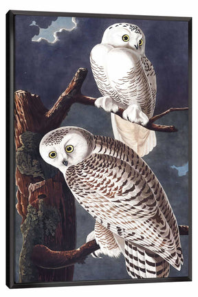Snowy Owl Canvas Art