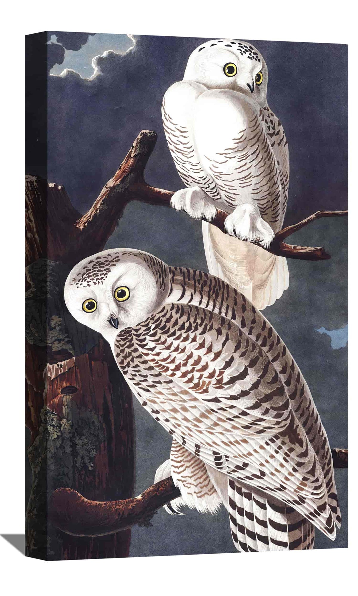 Snowy Owl Canvas Art