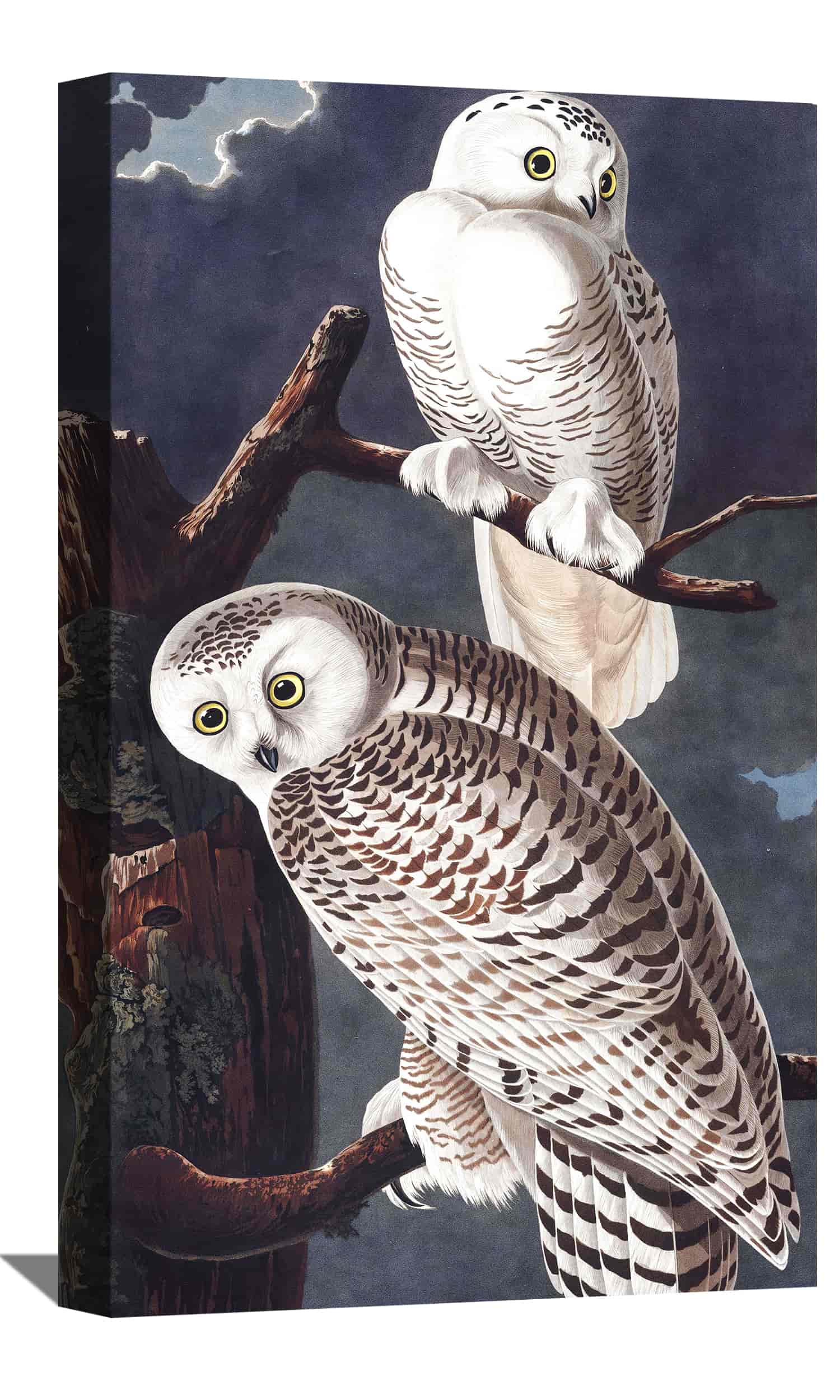 Snowy Owl Canvas Art