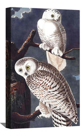 Snowy Owl Canvas Art