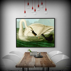 Trumpeter Swan Canvas Art