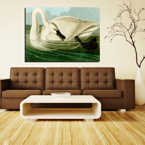 Trumpeter Swan Canvas Art