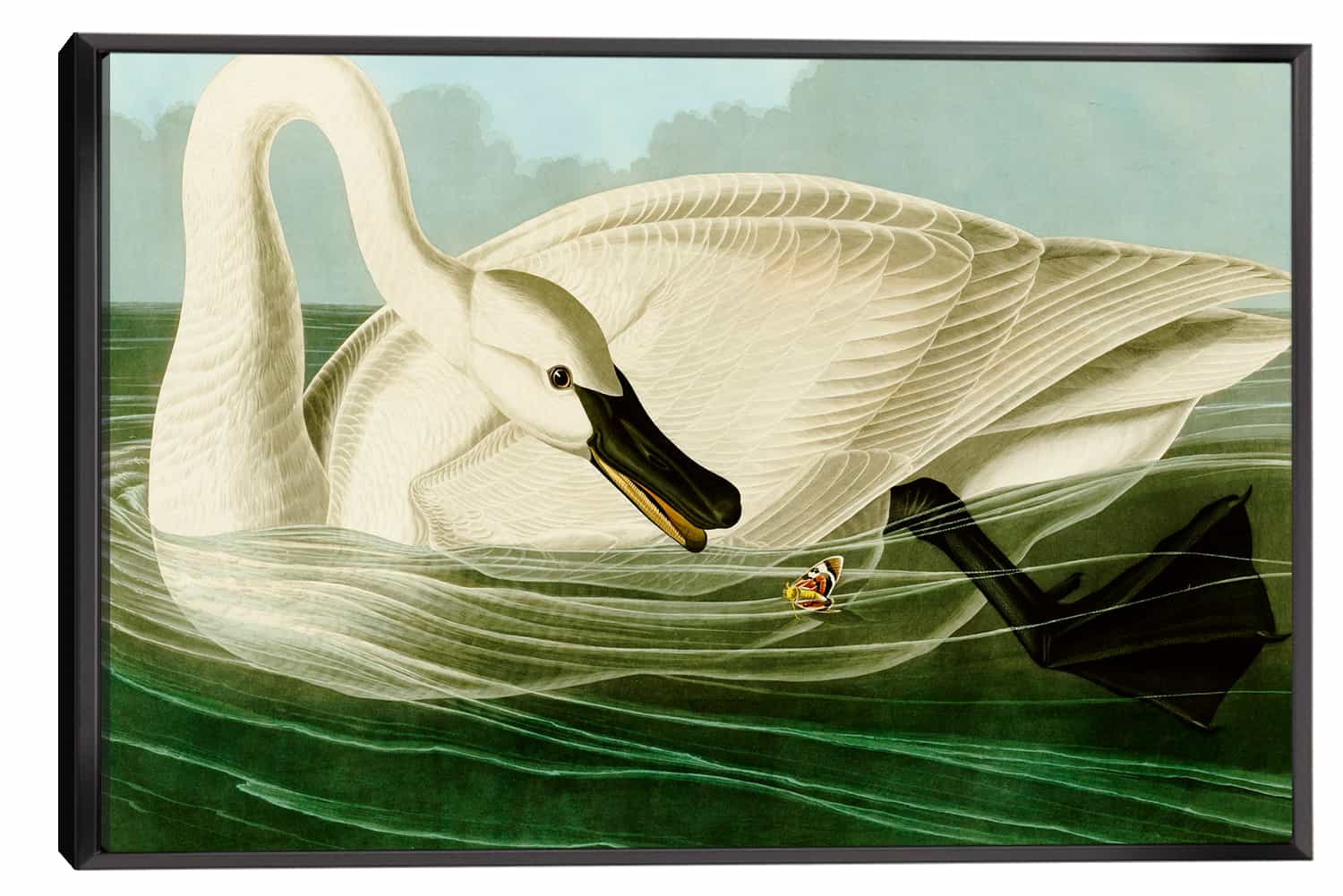 Trumpeter Swan Canvas Art