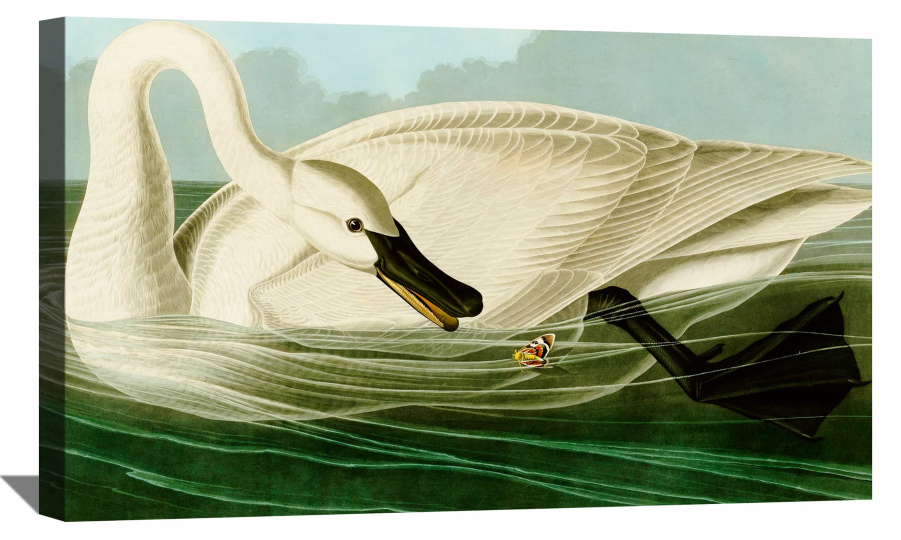 Trumpeter Swan Canvas Art